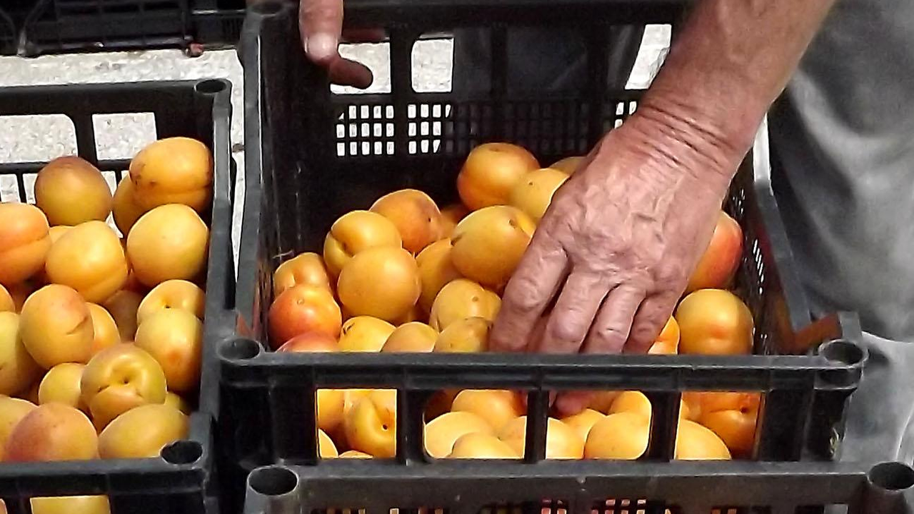 Първите родни кайсии са на пазара (снимки)