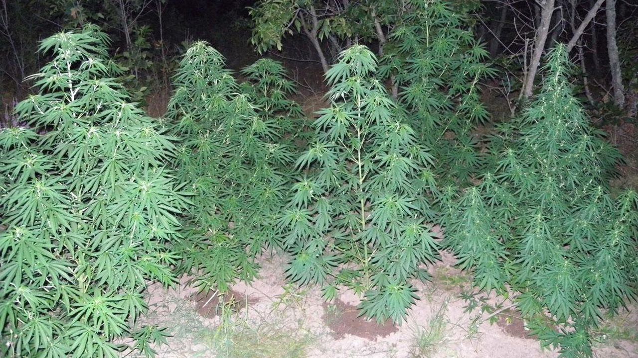Над 70 килограма канабис прибраха полицаи от градина край ломското село Орсоя