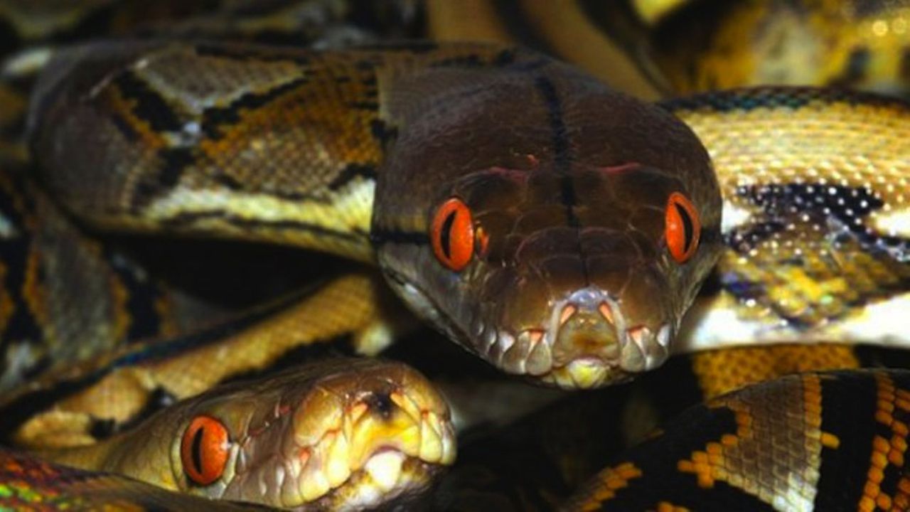 Двама ухапани от змии за седмица в Монтанско