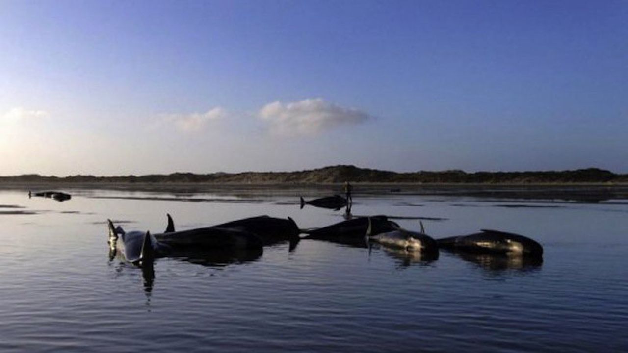 Над 300 мъртви кита изхвърли морето край бреговете на Чили