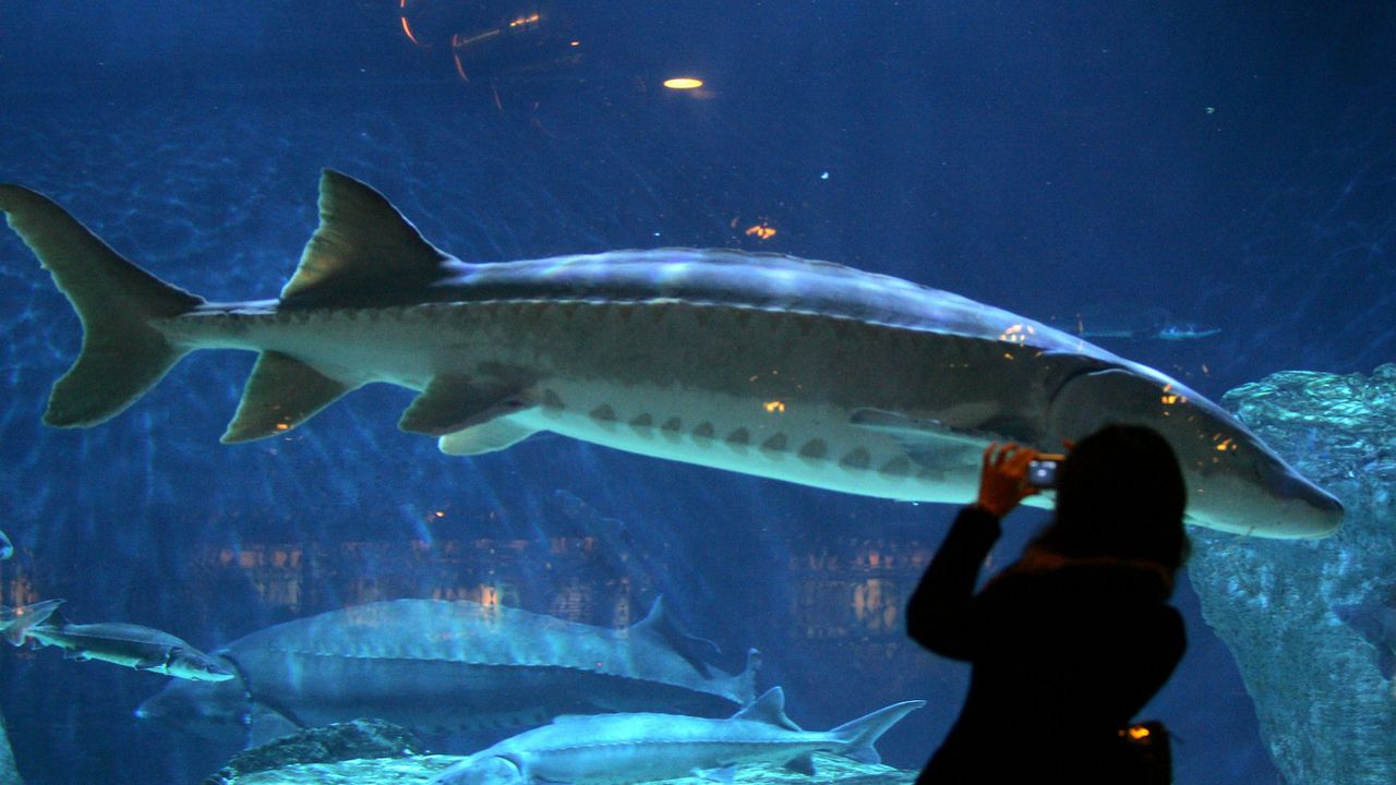 Гигантска есетра уби 5-годишно момиченце