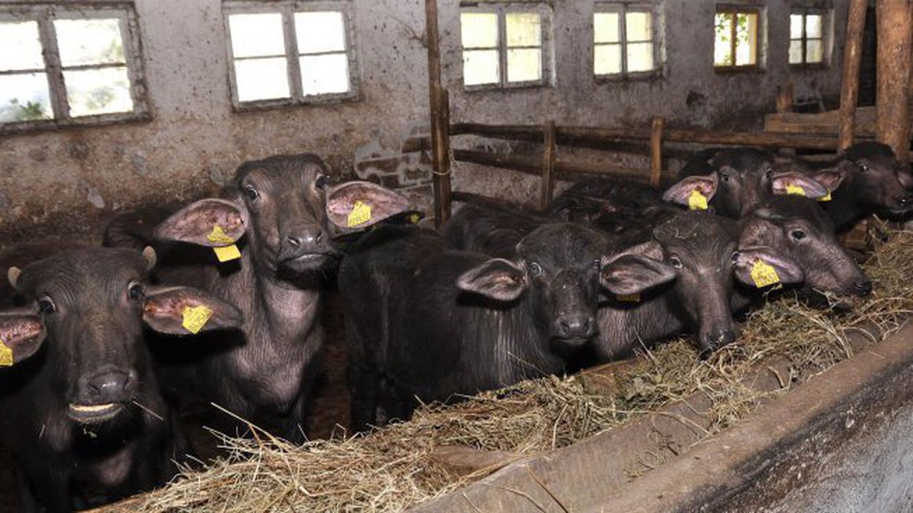 Приключва ваксинирането на домашните животни срещу "син език"