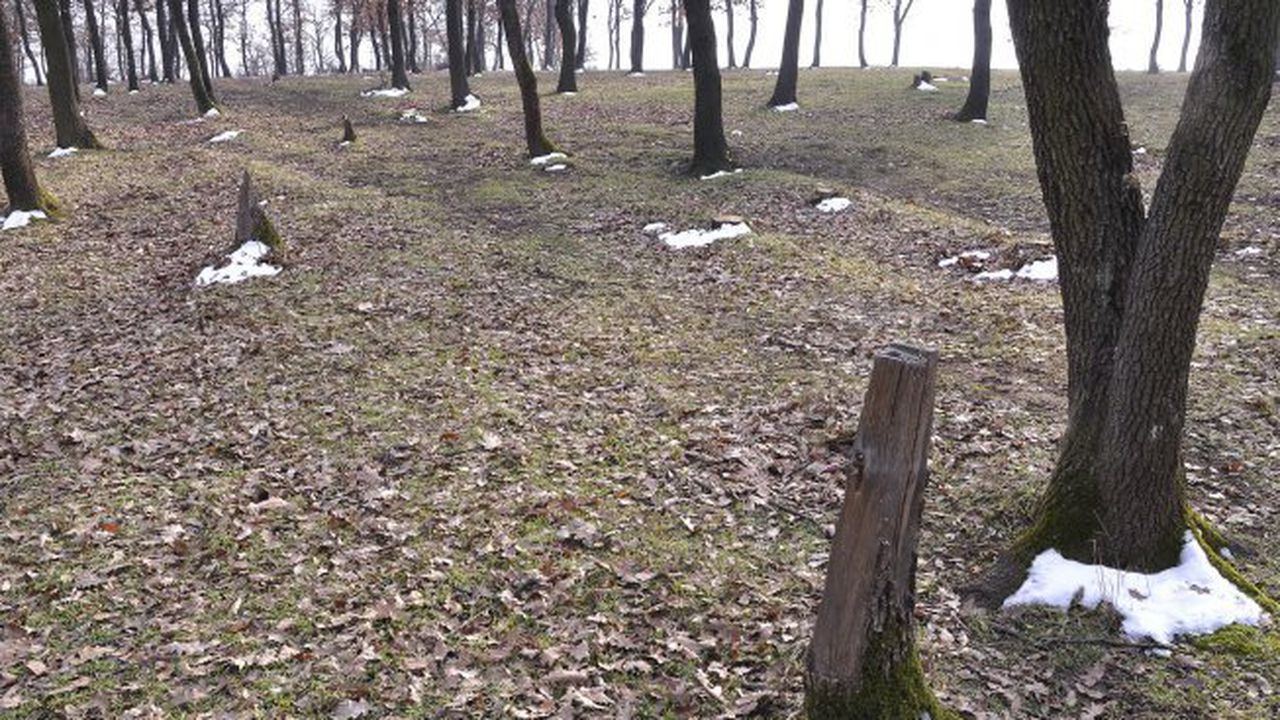Задържаха трима за незаконна сеч