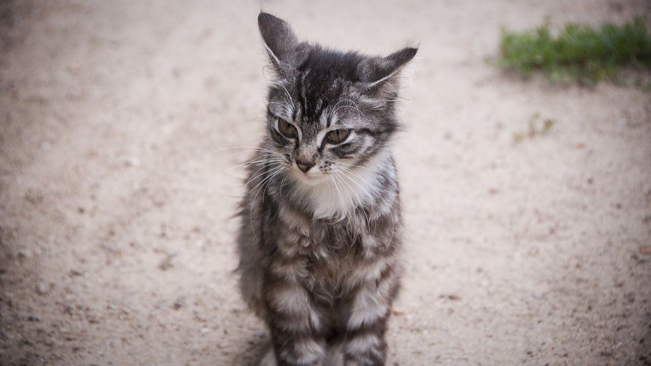Пожарникари извадиха коте от шахта и го предадоха на зоозащитници в Шумен