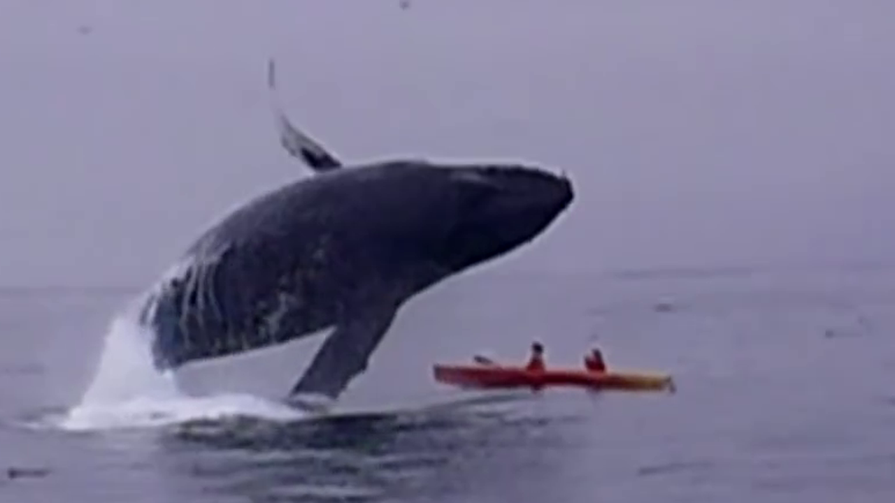 Кит скочи върху двойка на каяк (видео)