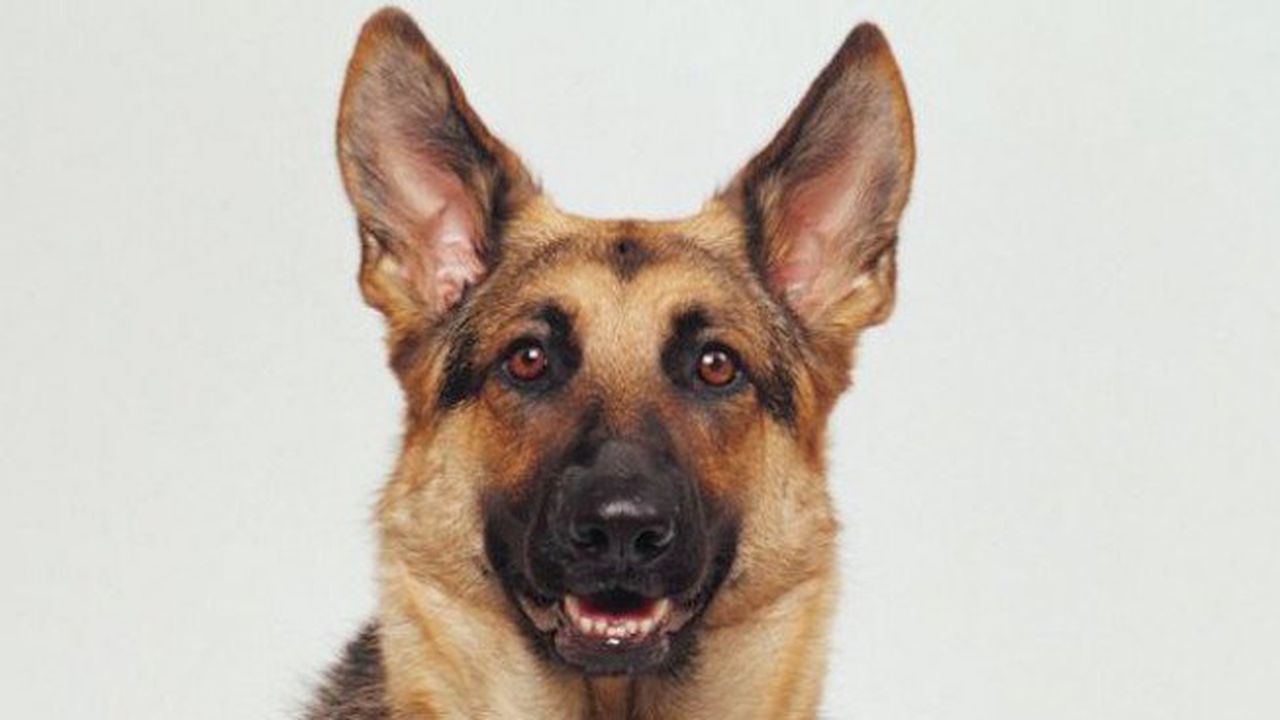 Служебното куче Каро задържа след преследване 15 нелегални имигранти