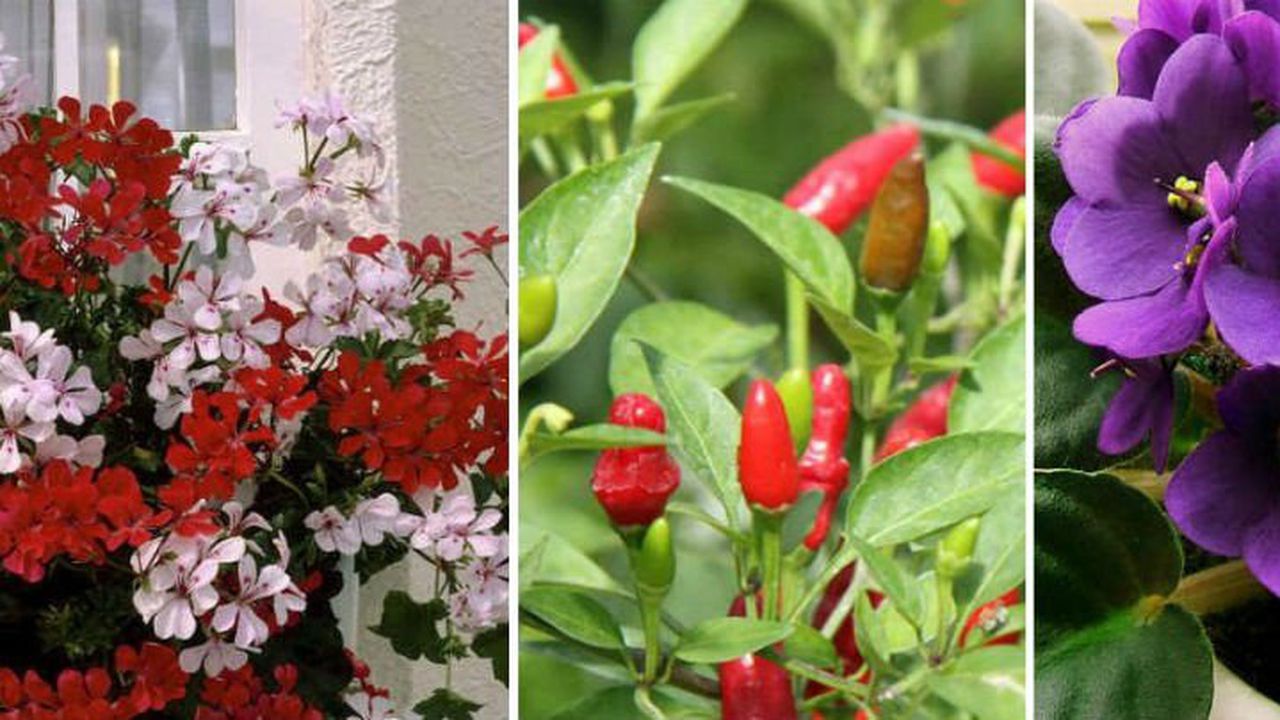 С кои саксийни цветя може да се справи всеки от нас