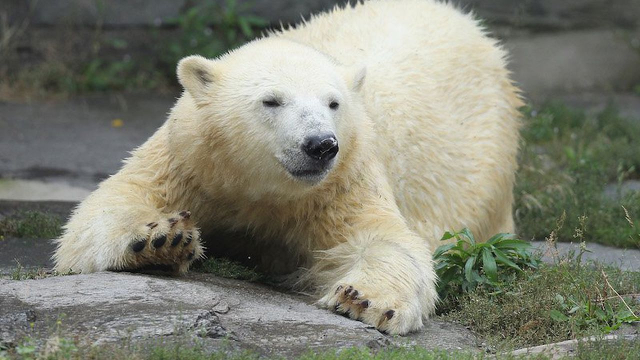 Нелегални мигранти се опитаха да влязат във Великобритания в камион с бяла мечка (видео)