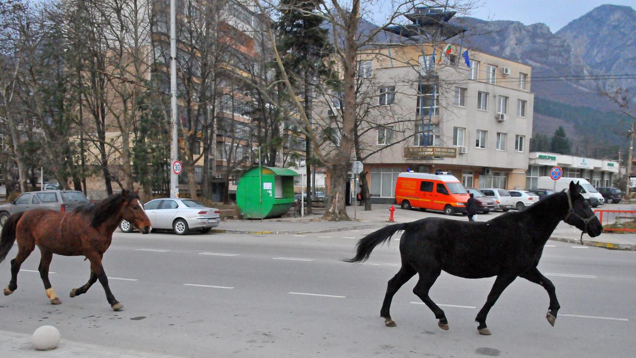Коне препускаха по централен булевард във Враца
