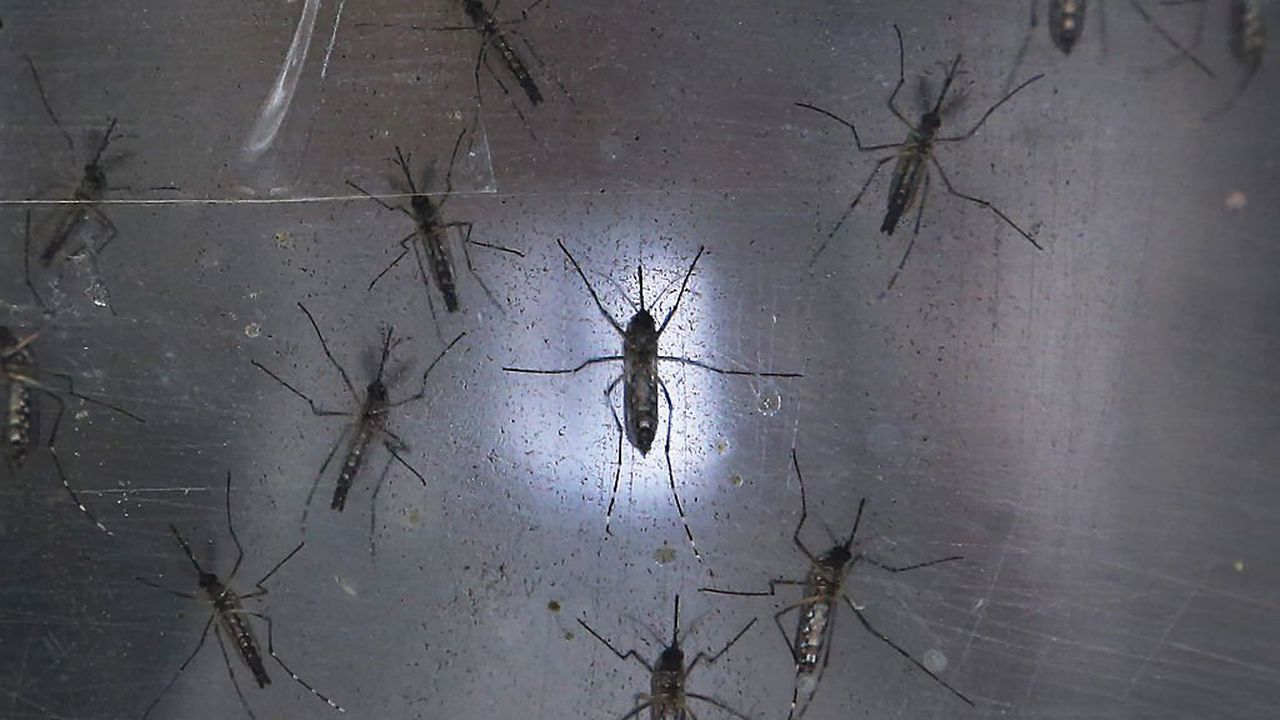 В САЩ за първи път бяха засечени комари преносители на вируса Зика