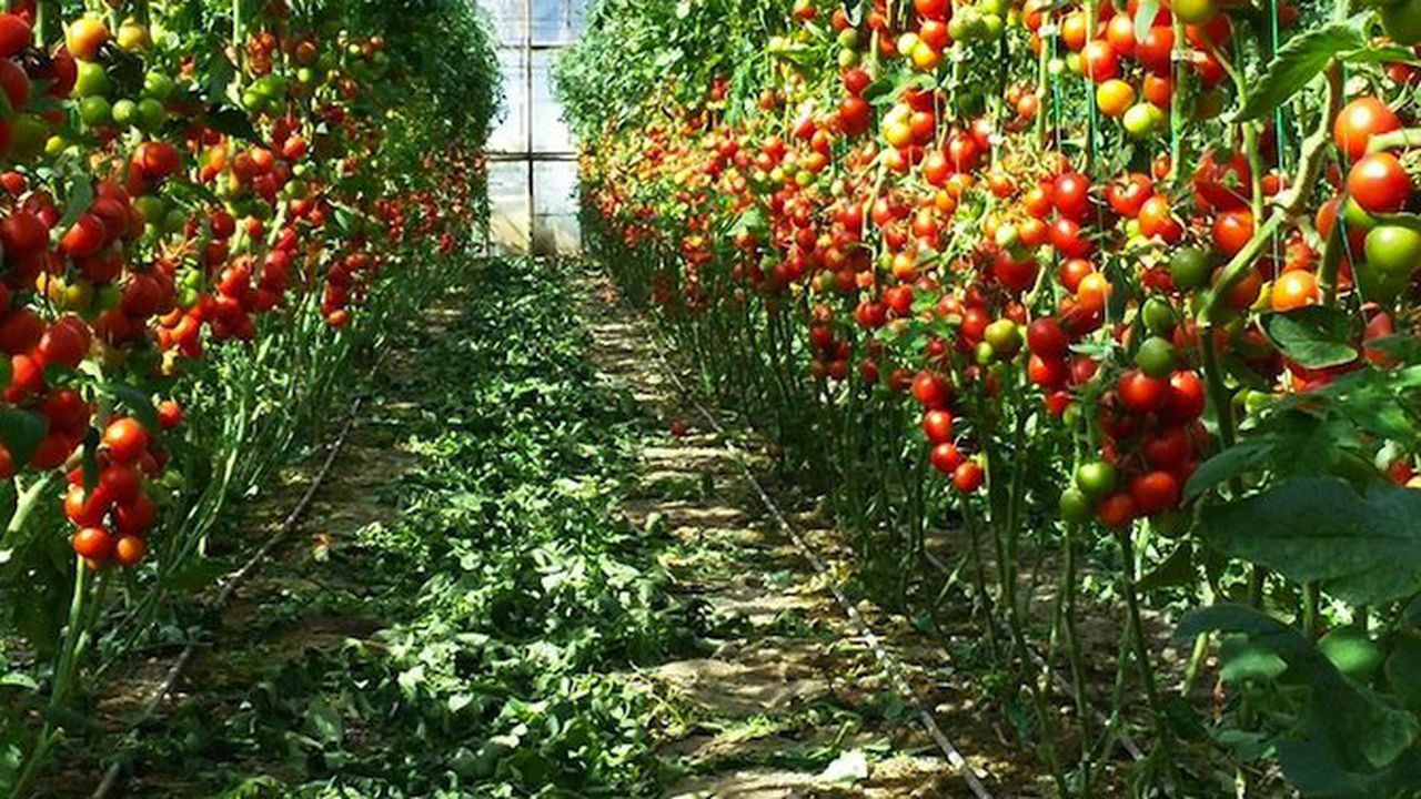 Русия спира вноса на турски плодове и зеленчуци