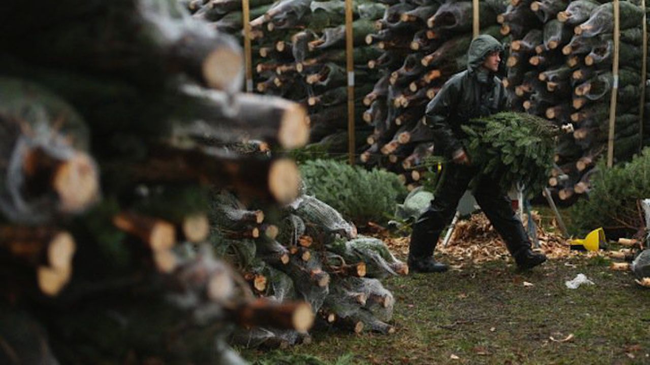 Спипаха пияни крадци на коледни елхи