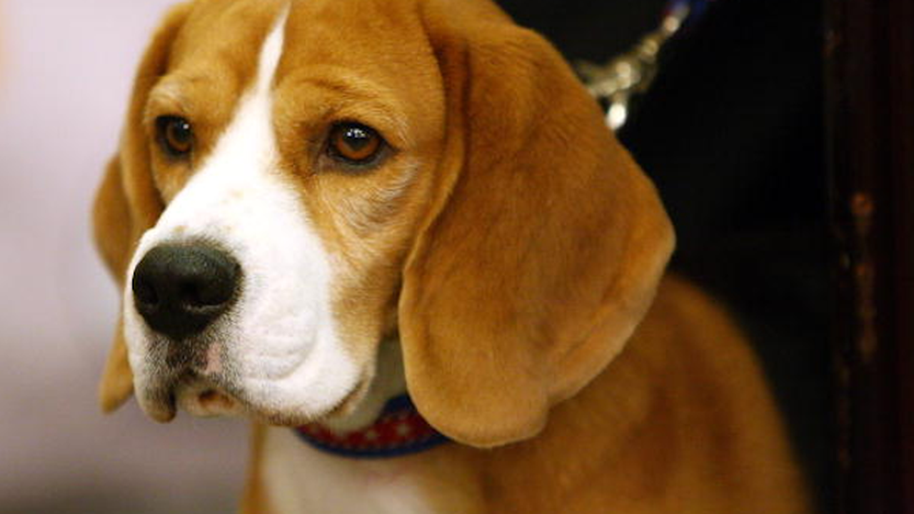 Мъж преби куче с метална тръба