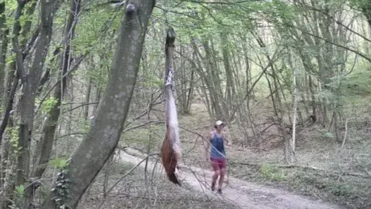 Мъж е забелязан да тича близо до примамка за черния леопард в Шумен