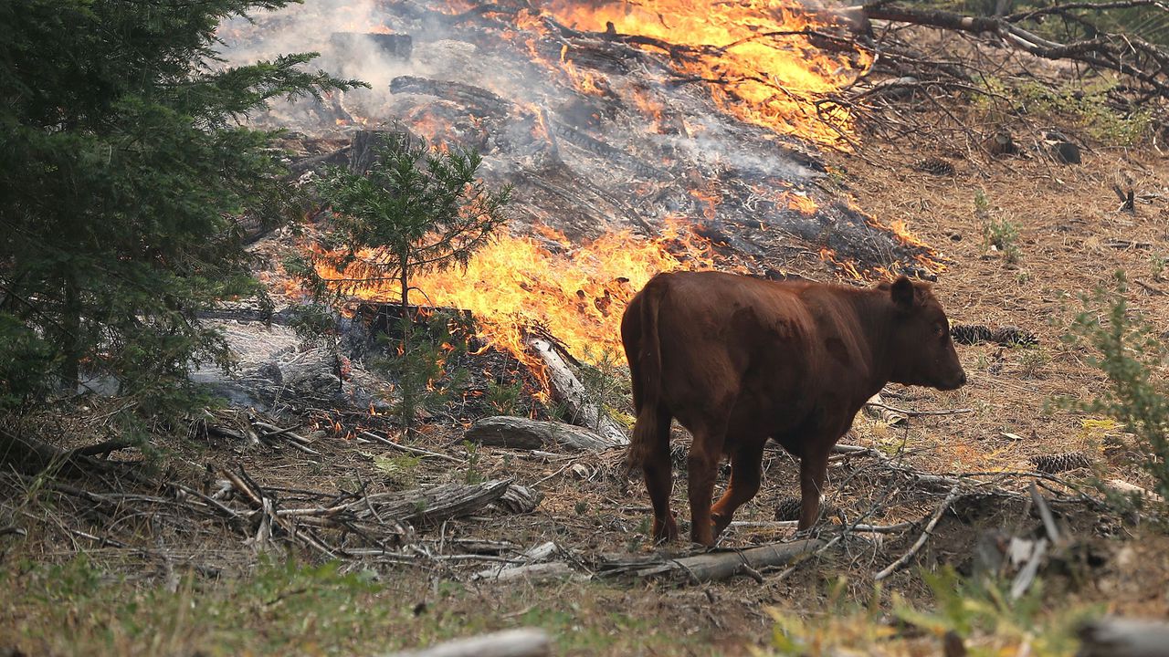 Над 20 крави са загинали при пожар в кравеферма в
