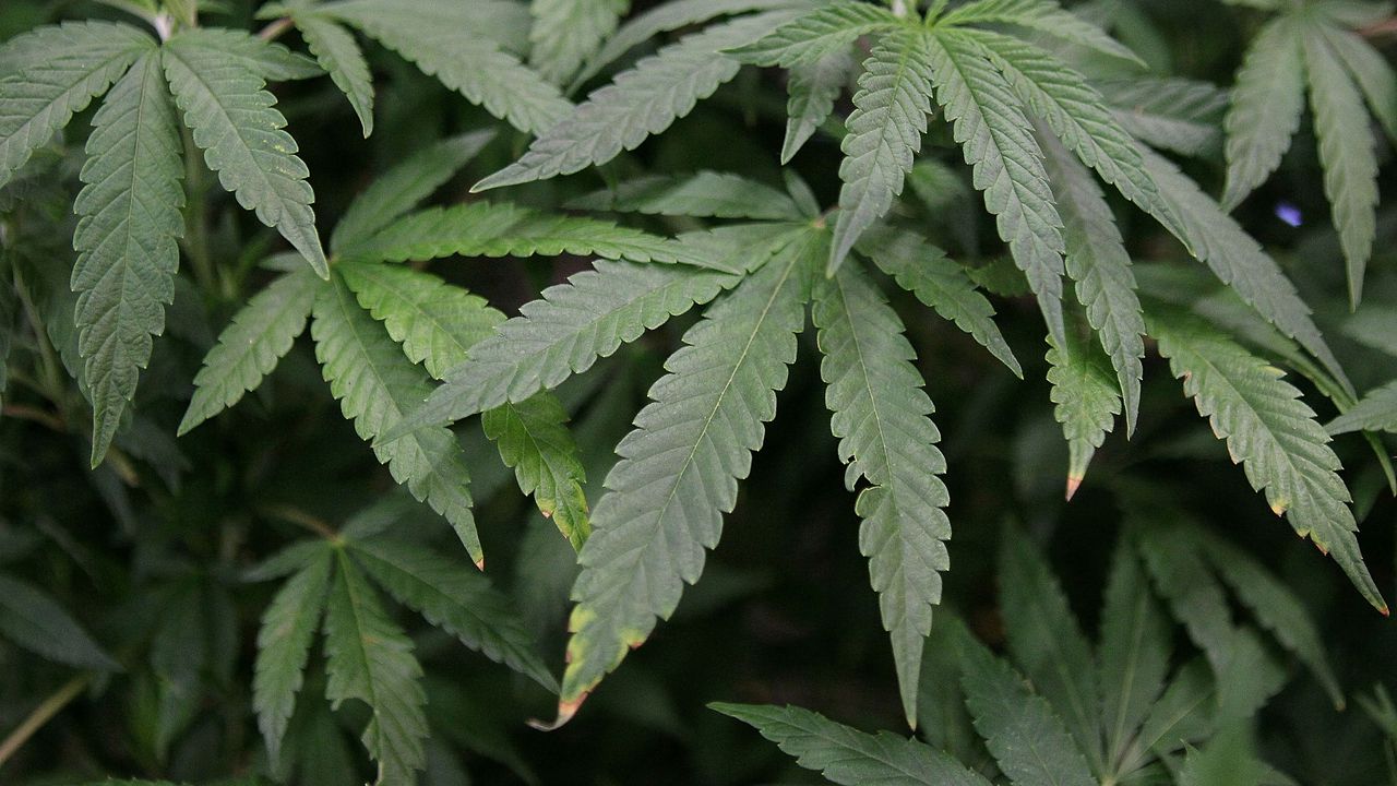 Откриха нива с канабис близо до пожара в Сенокос