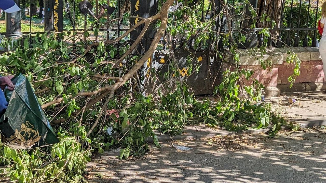 Клон на дърво падна и уби човек в Пловдив