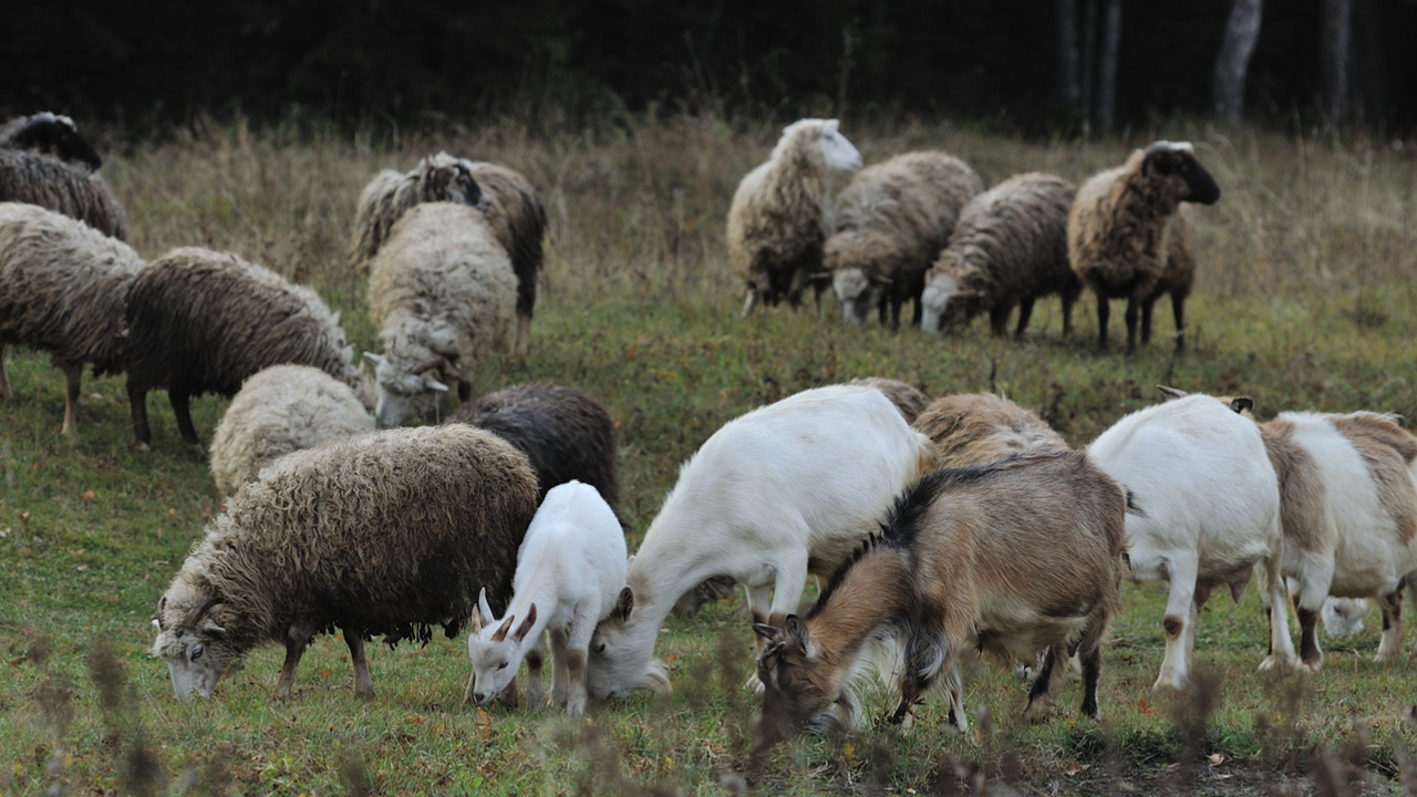 Караколев, НОКА: 4:1 "за" ваксинацията на животните против шарка