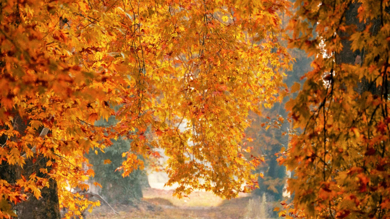 През нощта в по-голямата част от страната ще преобладава ясно