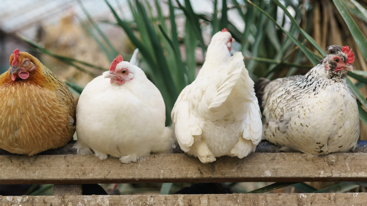 Есенната миграция на диви птици по основните пътища, преминаващи над