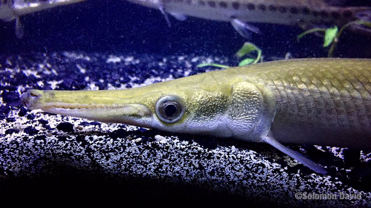 Векове експлоатация загуба на местообитания и появата в района през