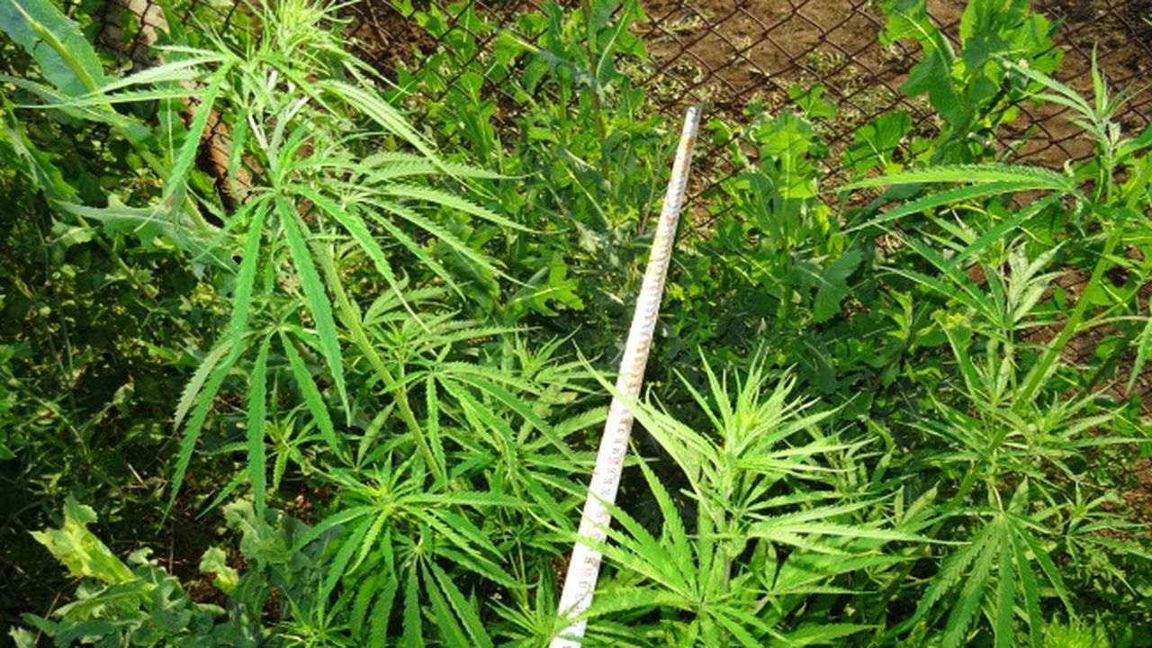 Хванаха перничанин с канабис и конопени растения