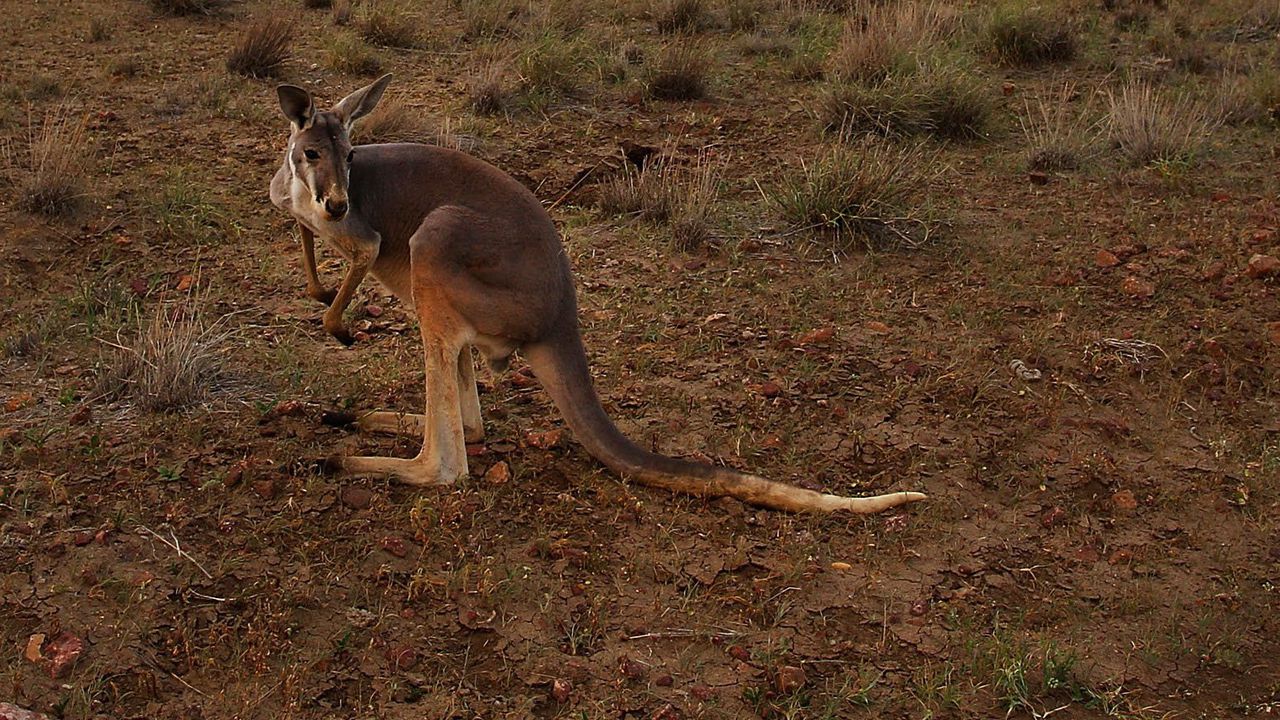Кенгурута, любители на моркови, осакатиха хора