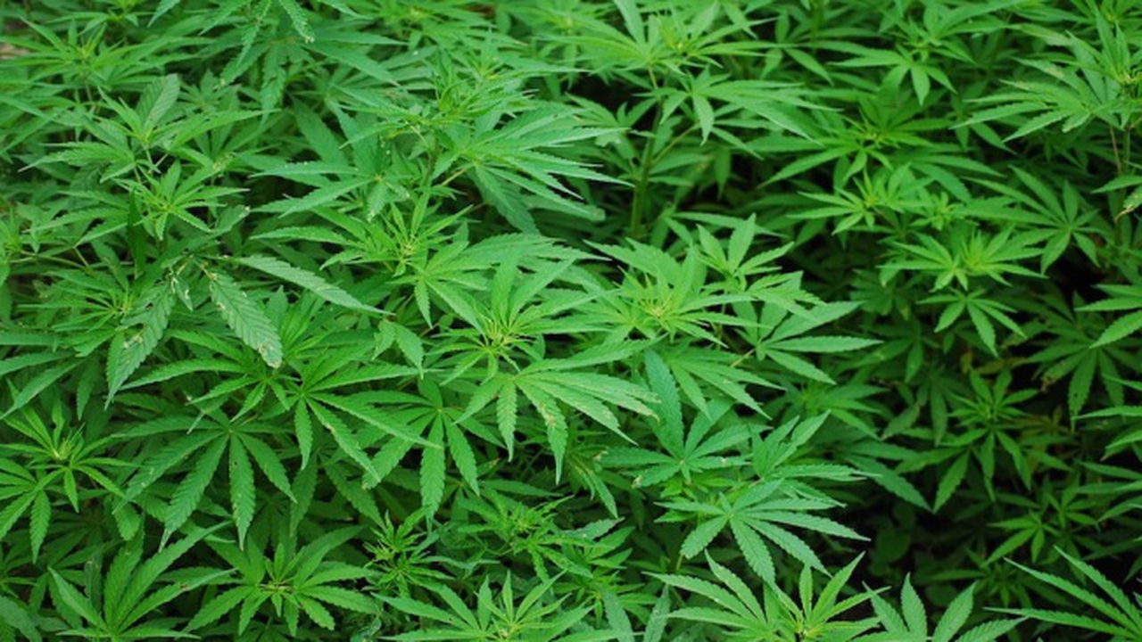 Полицаи иззеха наркотични вещества при спецакция