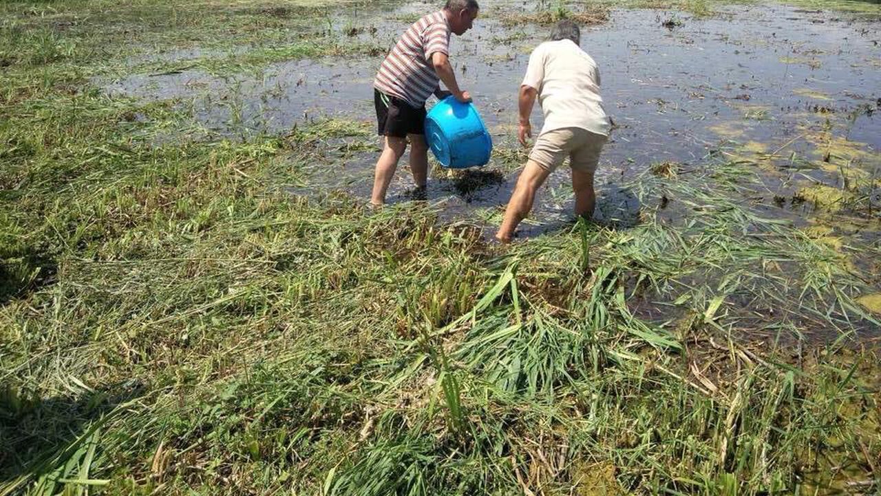 400 000 риби пуснаха във водоемите на Шабла през почивните дни (снимки)