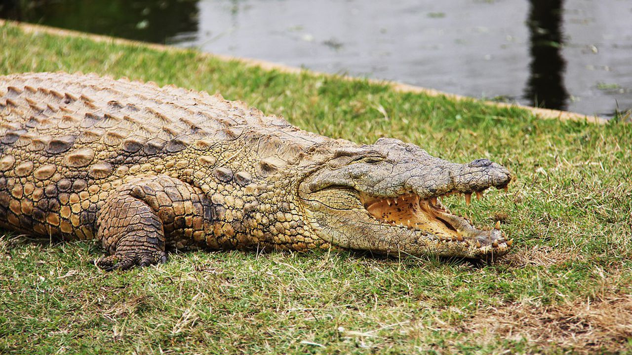 Два австралийски района спорят къде крокодилите са по-големи