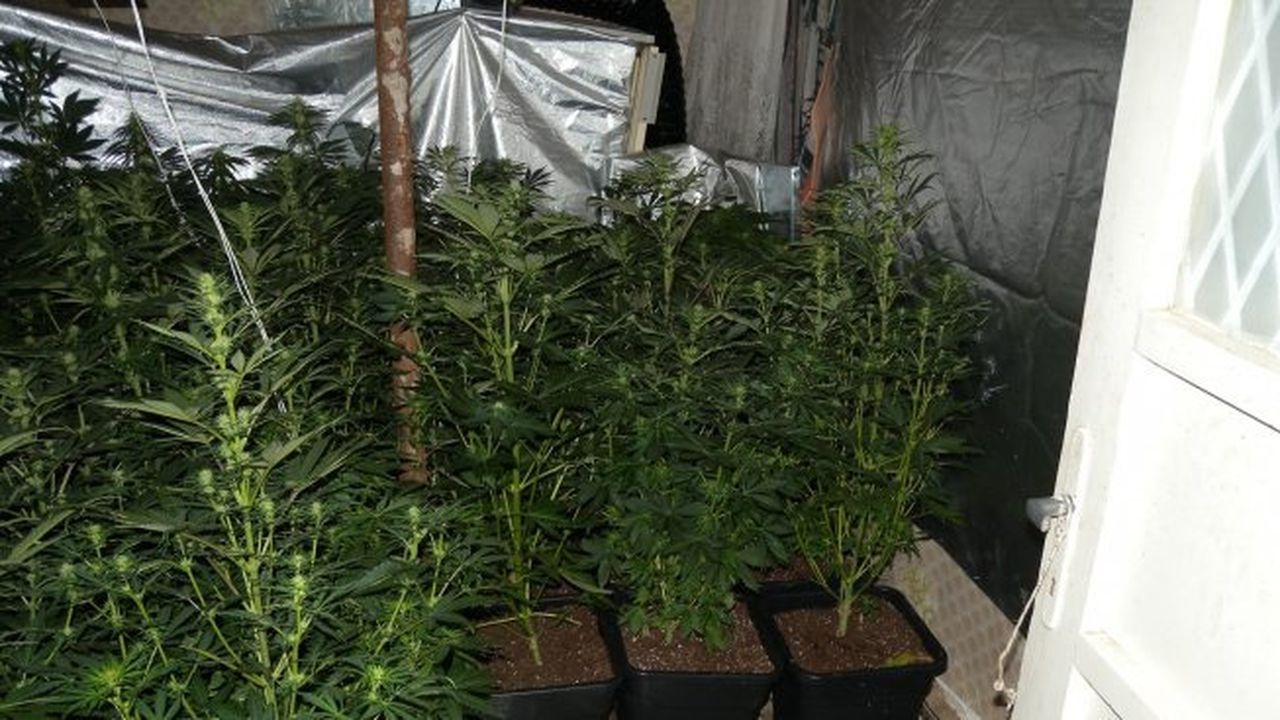 Спипаха десетки килограми канабис в благоевградска местност