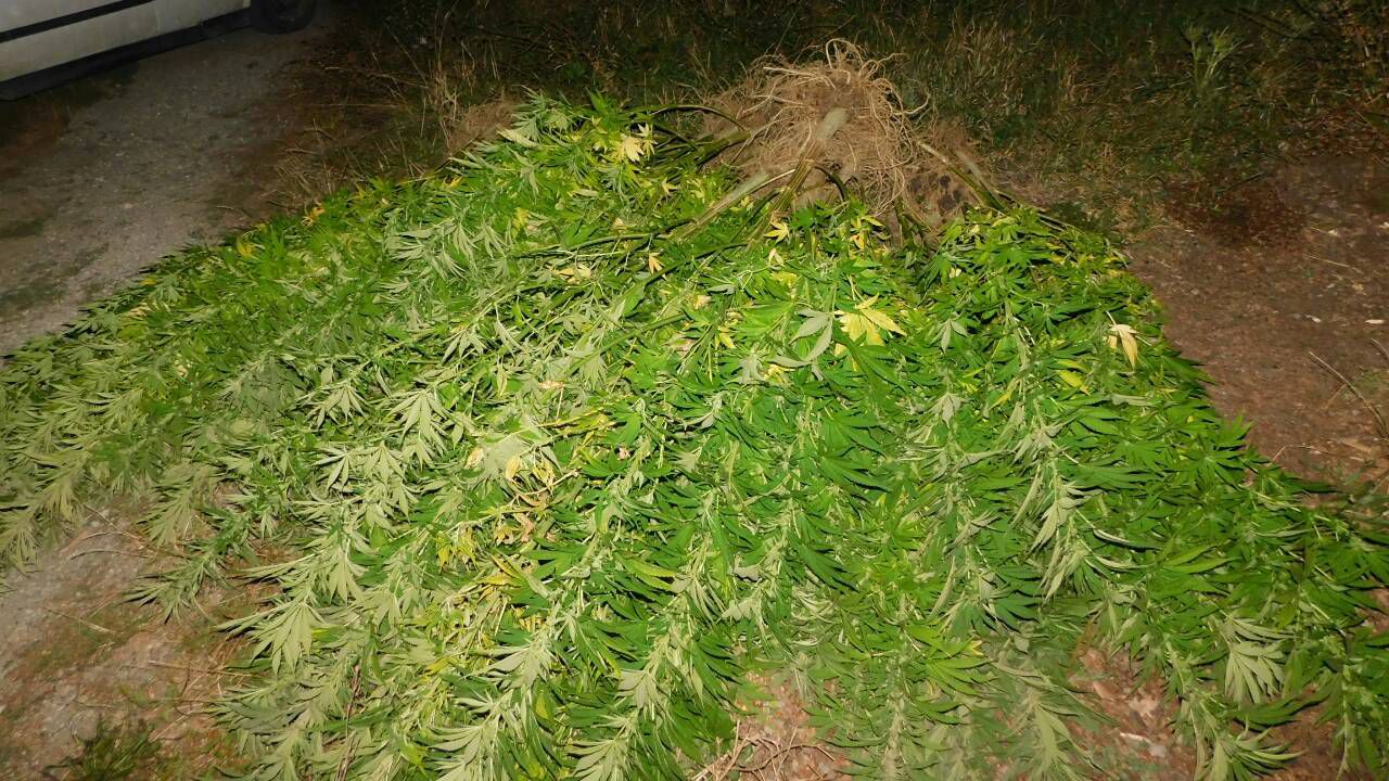 Спипаха цяла полянка за отглеждане на канабис (снимки)