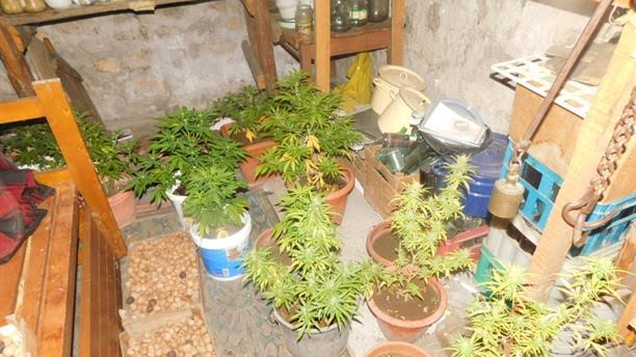 Спипаха младеж със саксия с канабис