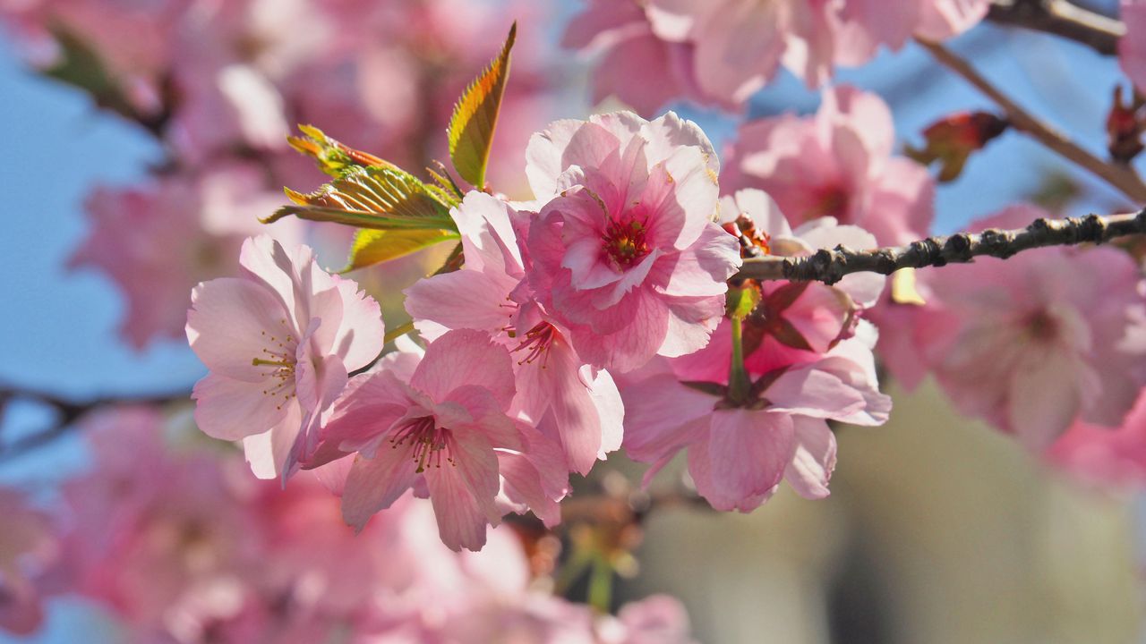 Идват пролетни температури (видео)