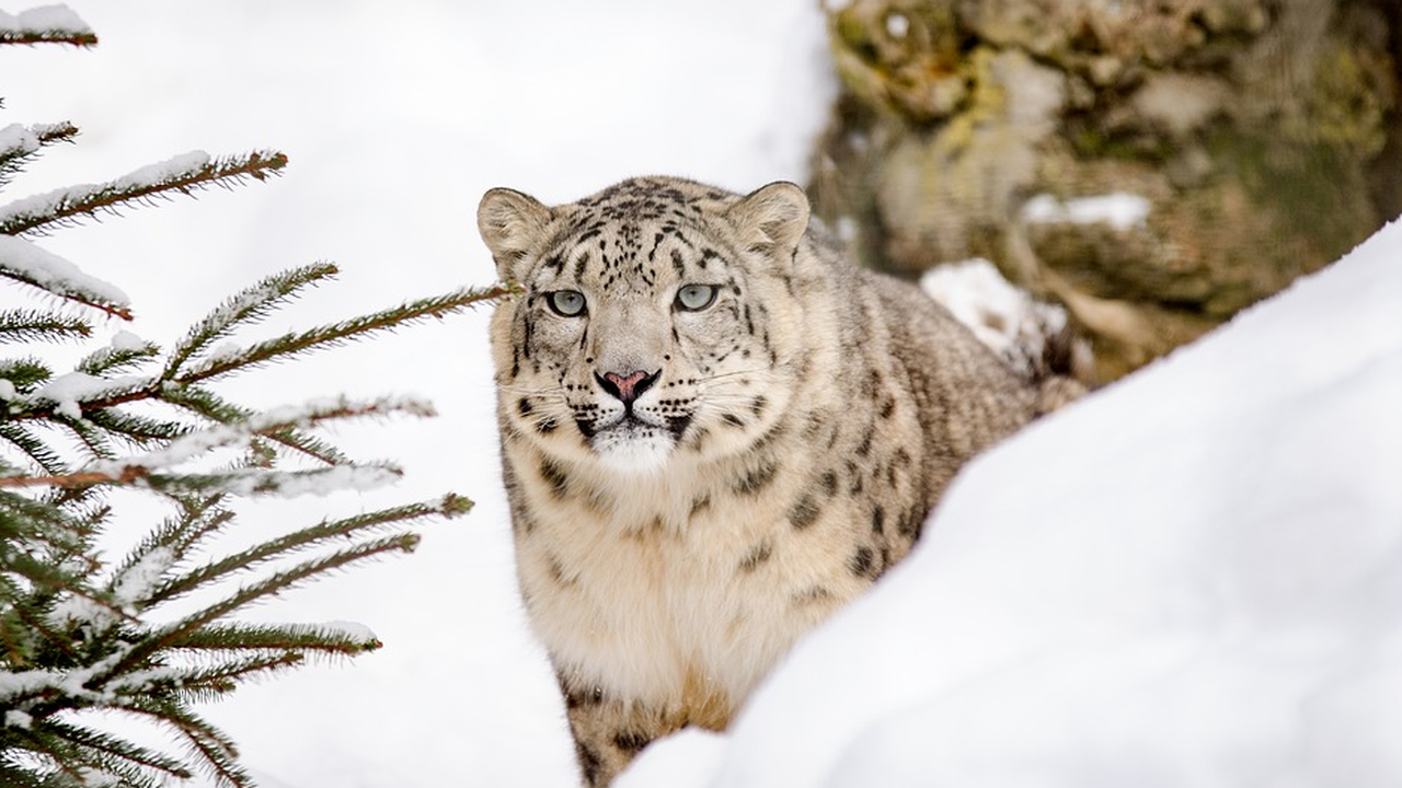 За първи път забелязаха снежен леопард в Източен Тибет