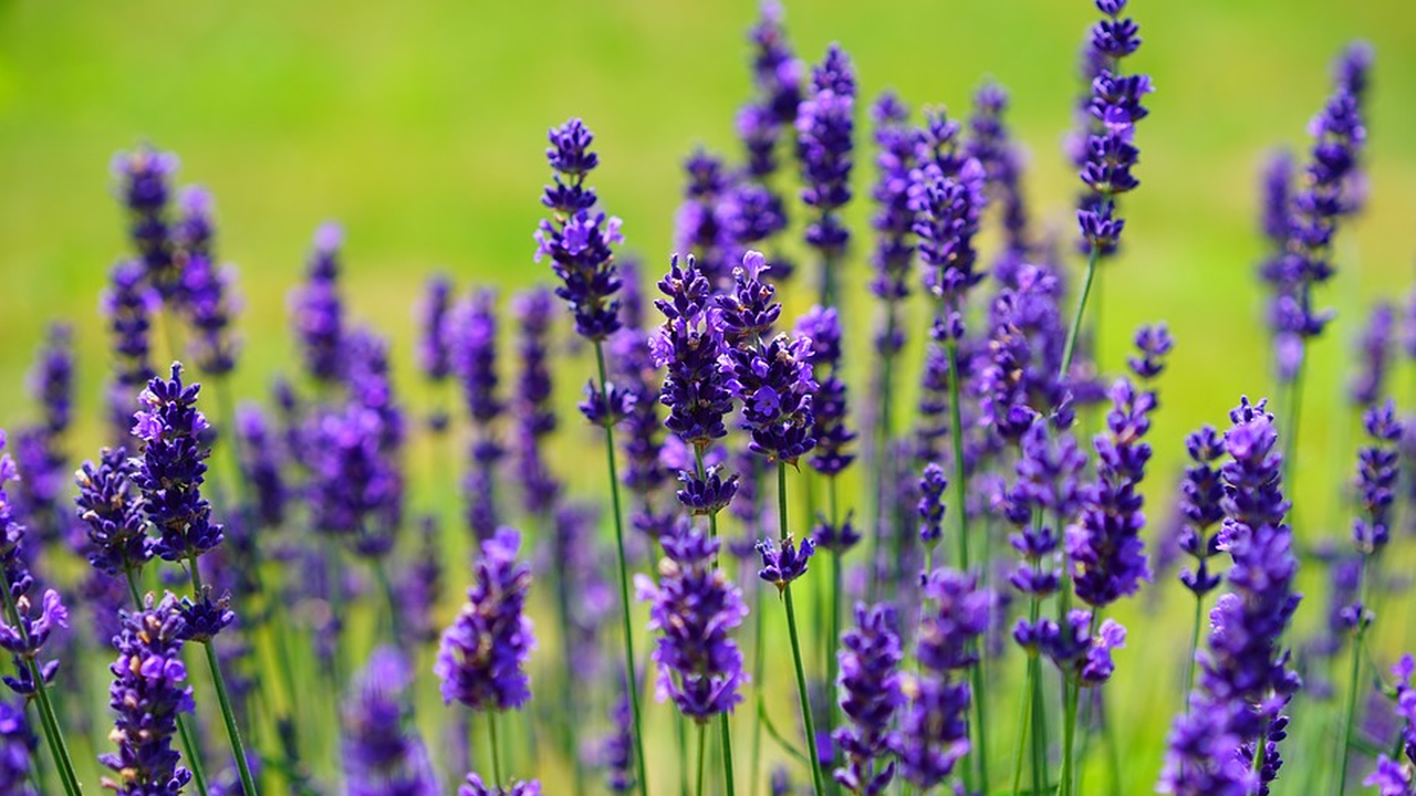 Лоша лавандулова реколта