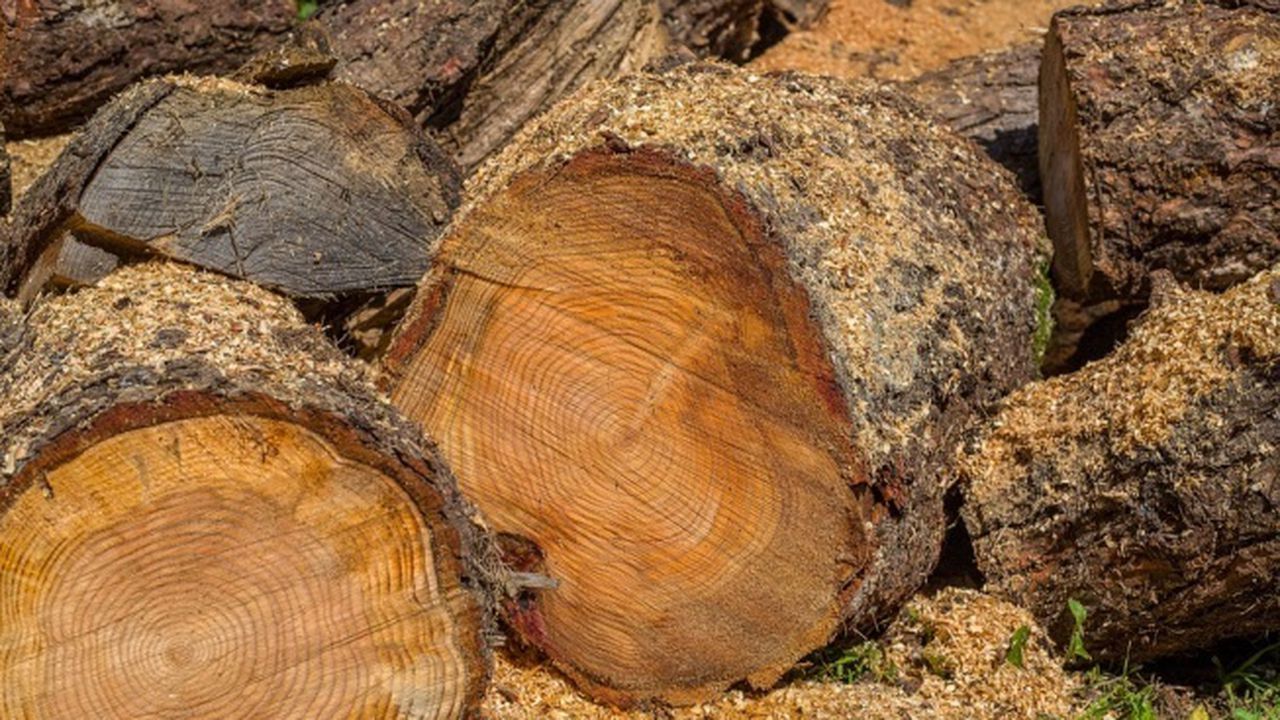 Над 193 000 кубически метра дърва за огрев са заявили жителите на областите Шумен, Добрич, Търговище и Варна