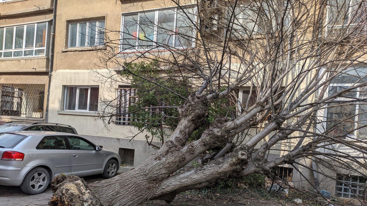 Дърво падна върху автомобил в центъра на Русе