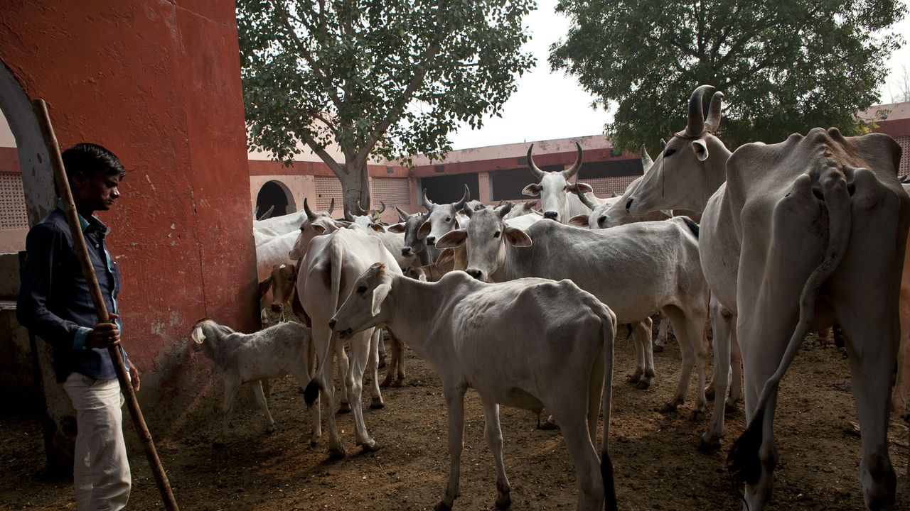 В Индия задържаха мъж, по подозрение, че е залял крави с киселина