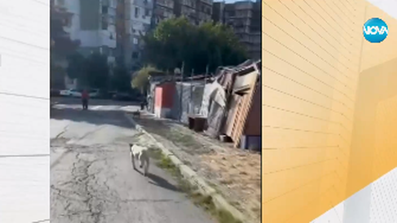 Прибраха в общински приют питбула, нападнал и убил улична котка в Бургас