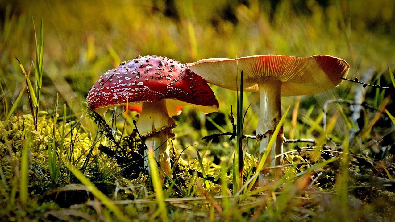 Единственият оцелял от убийството с отровни гъби в Австралия: Полужив съм