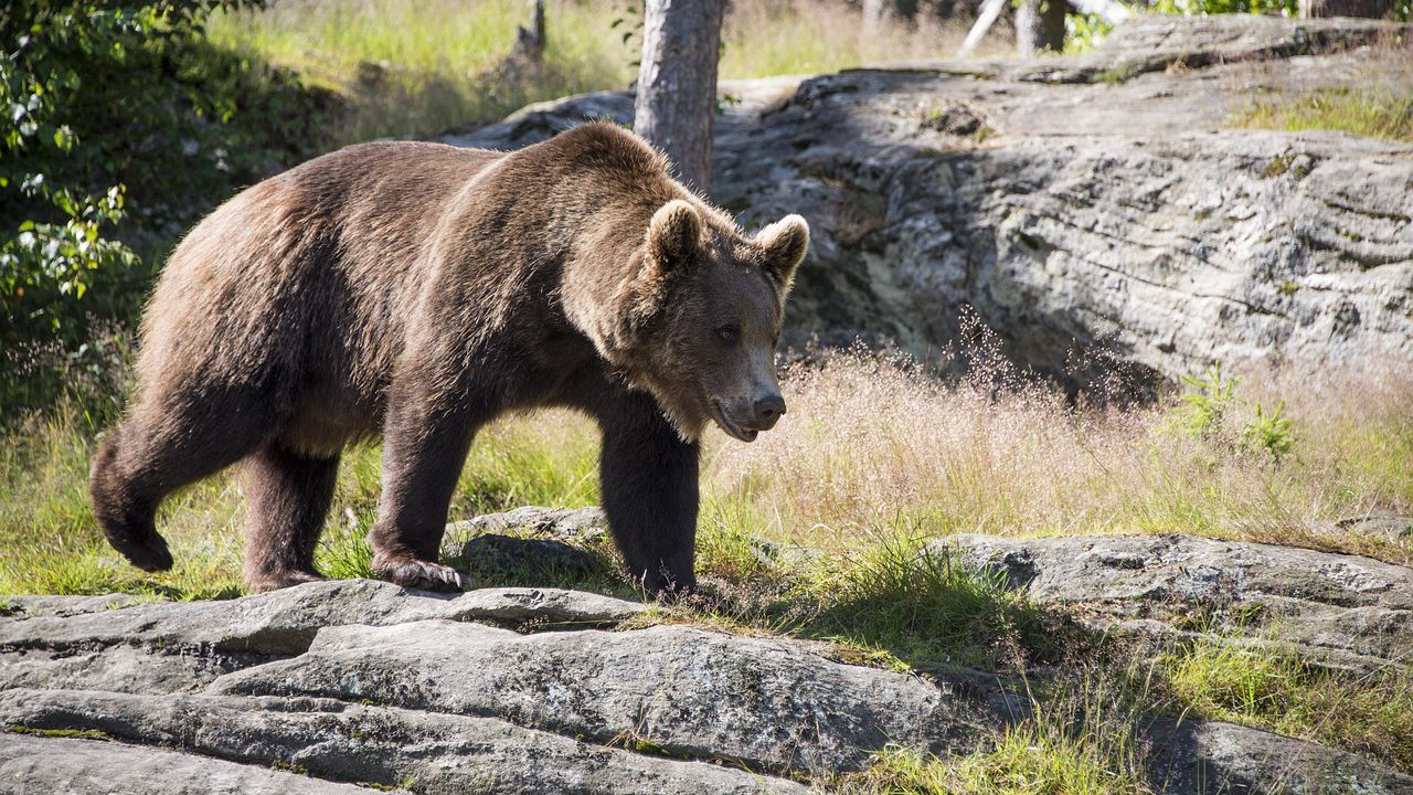 Разследват убийството на мечка в Гърция