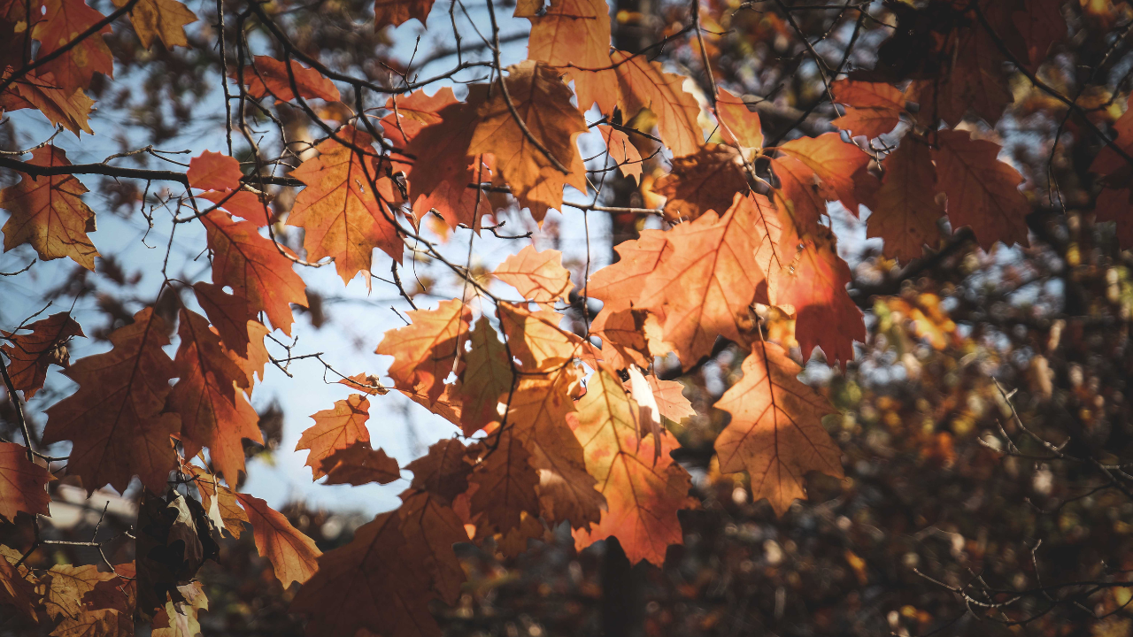 През следващото денонощие облачността ще бъде предимно значителна и на