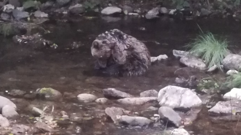 Почина раненото двегодишно мече