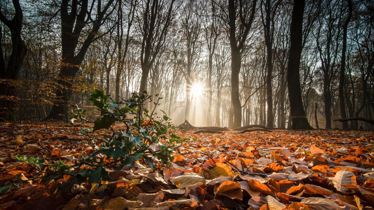 Днес ще е предимно слънчево. От запад облачността ще се