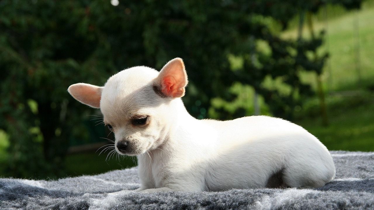 Изследванията, проведени от екипа от американски учени, по-скоро сочат, че