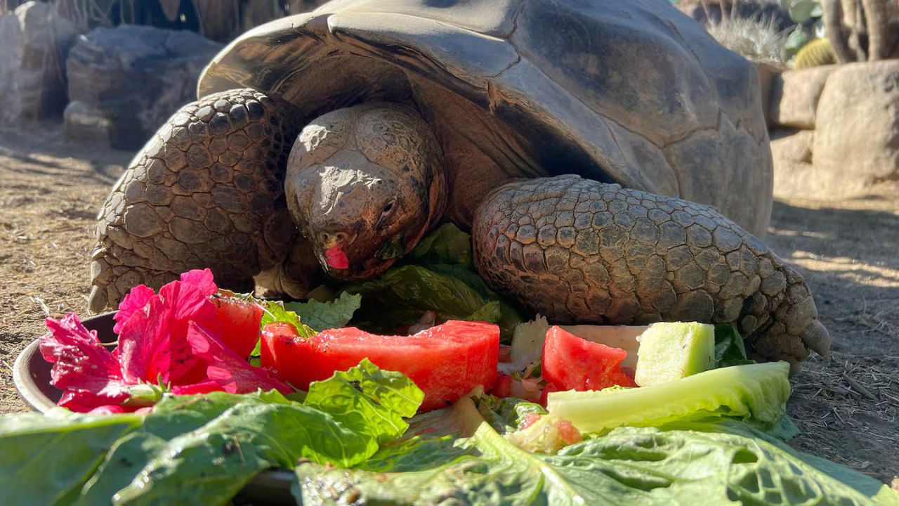 Костенурката е преживяла две световни войни и управлението на 20