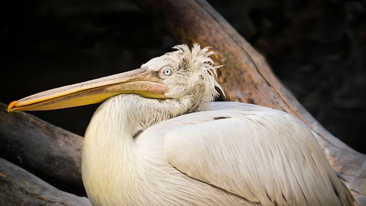 Сигналът е подаден от ветеринарен специалист, който е бил на