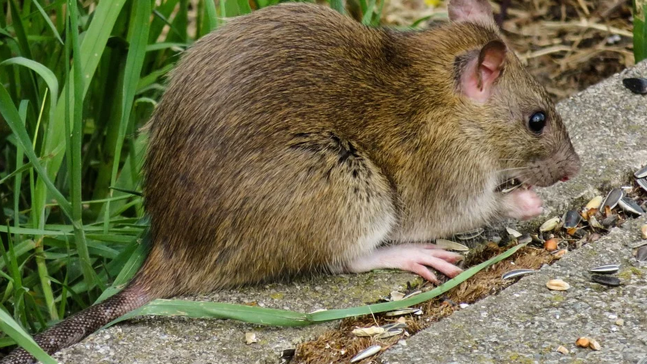 Талантлив плъх рисува картини