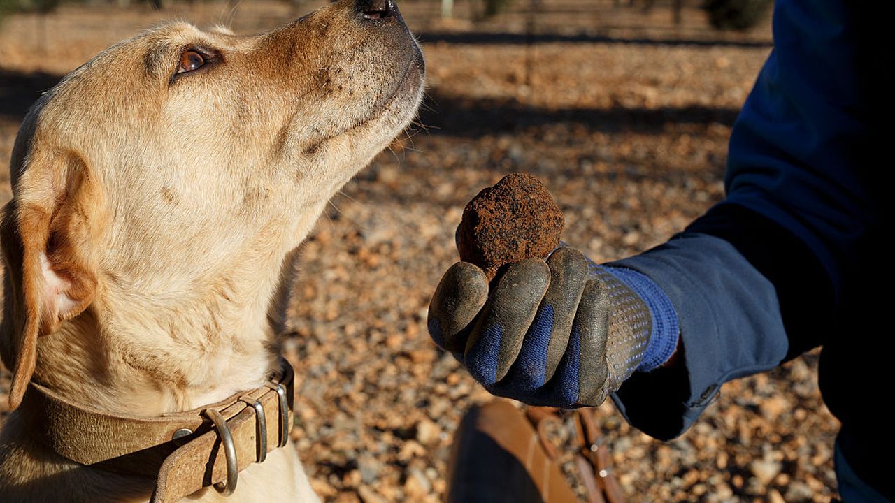 Събирачи на трюфели протестираха в Добрич